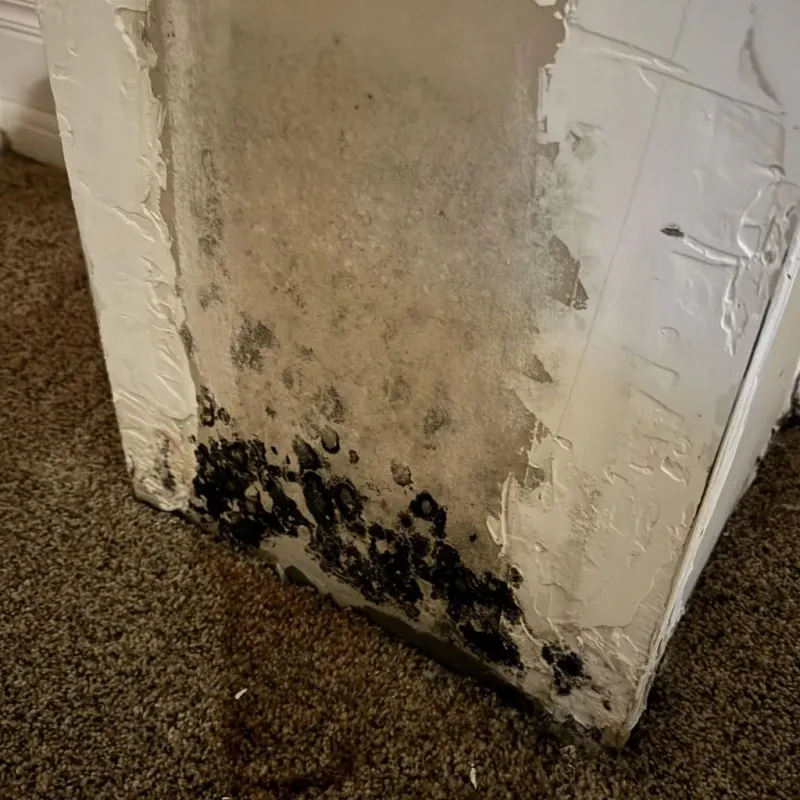 Professional Mold Removal in Buhler, KS